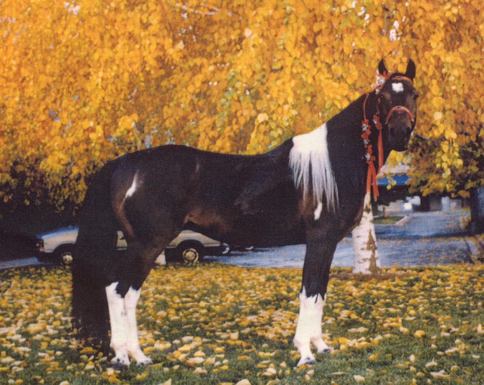 Fox Trotters, Horses for sale